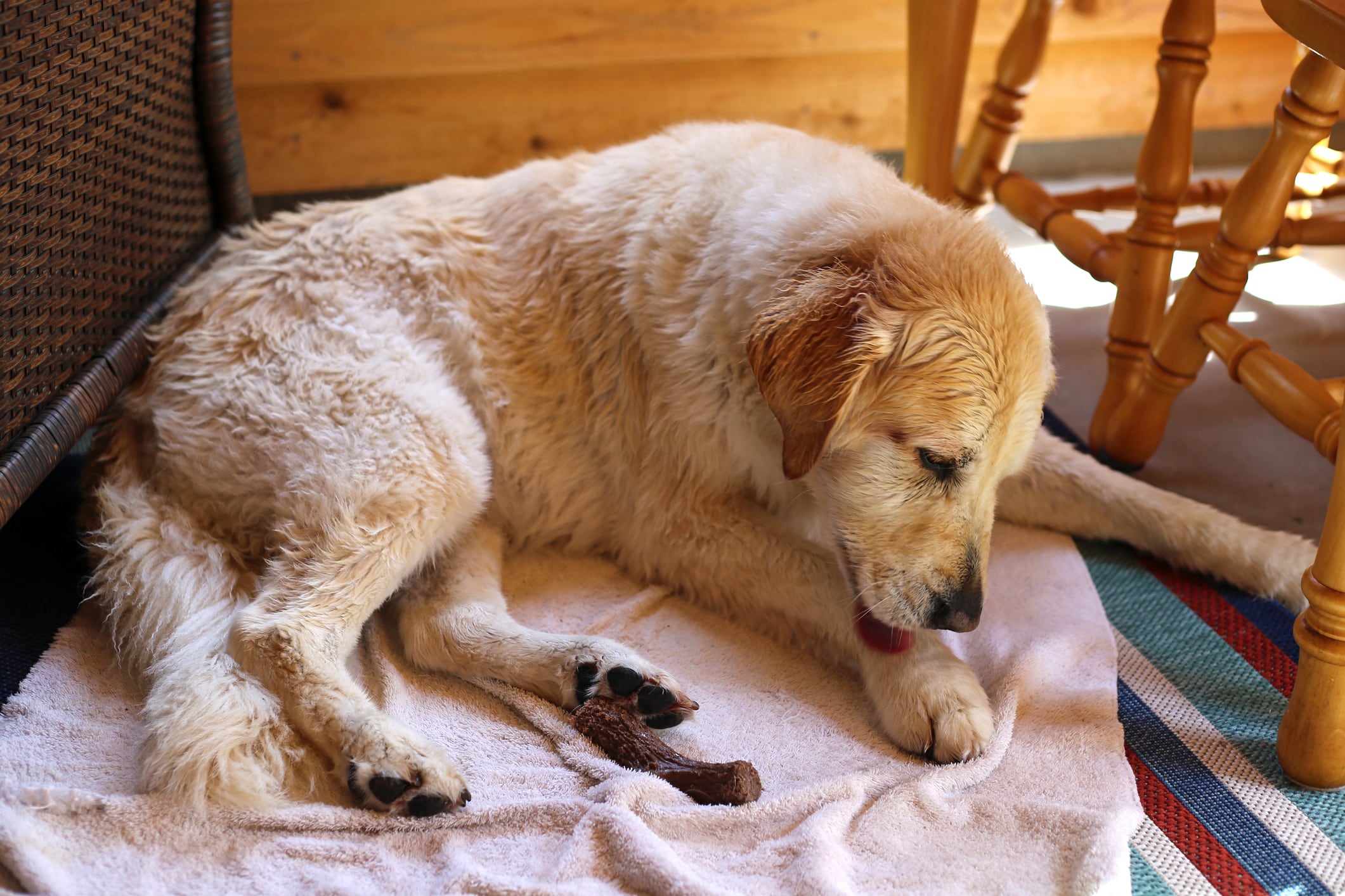 perro lamiéndose las patas