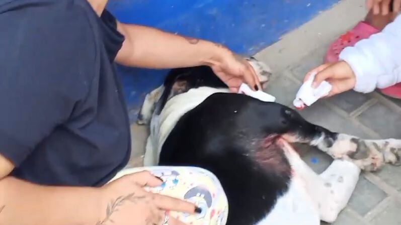 Denuncian que un policía disparó contra un perro en el sur de Bogotá. La comunidad pide una investigación.