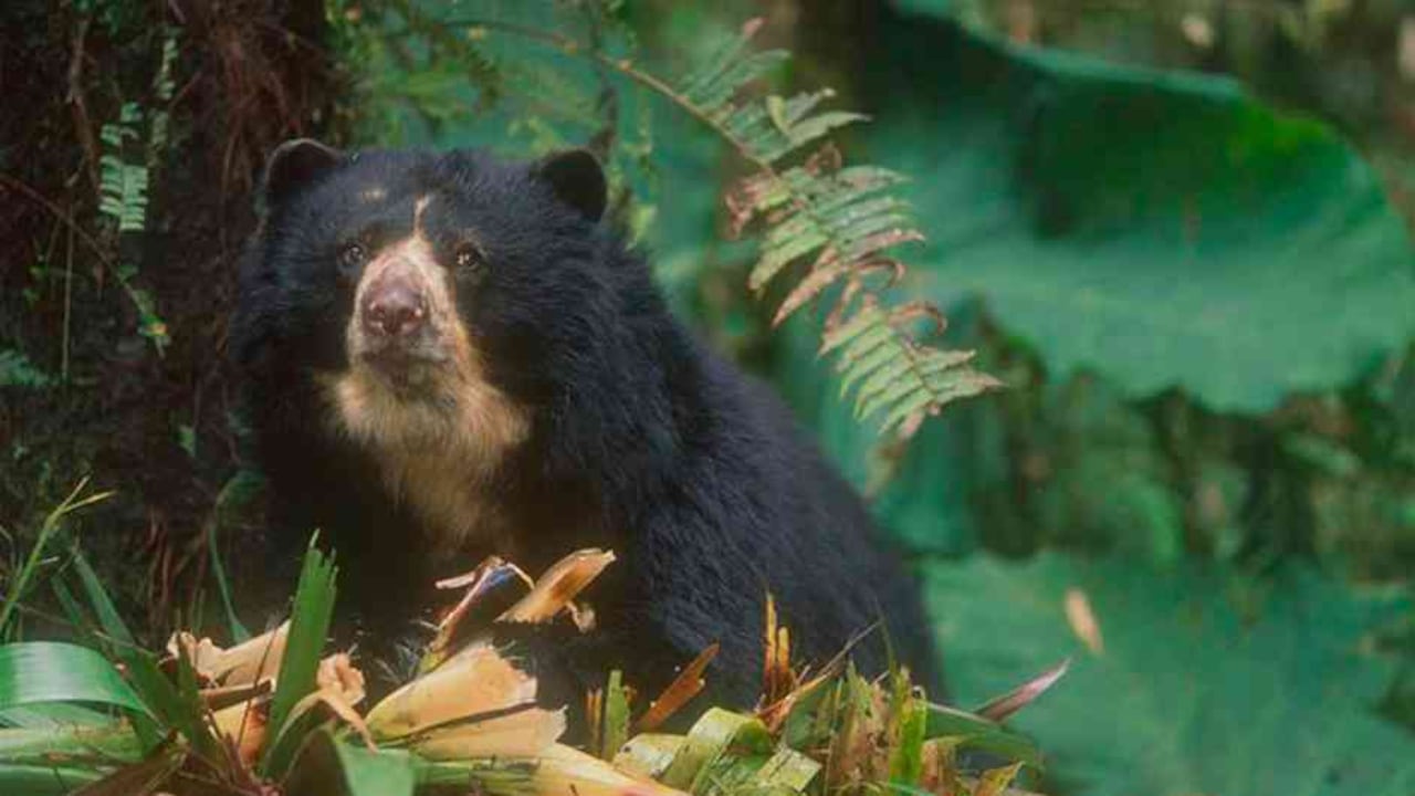 El oso de anteojos es una especie en peligro de extinción en Colombia. Foto: archivo/Semana.com