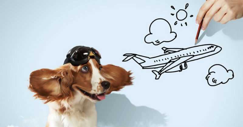 Perro con dibujo de avión