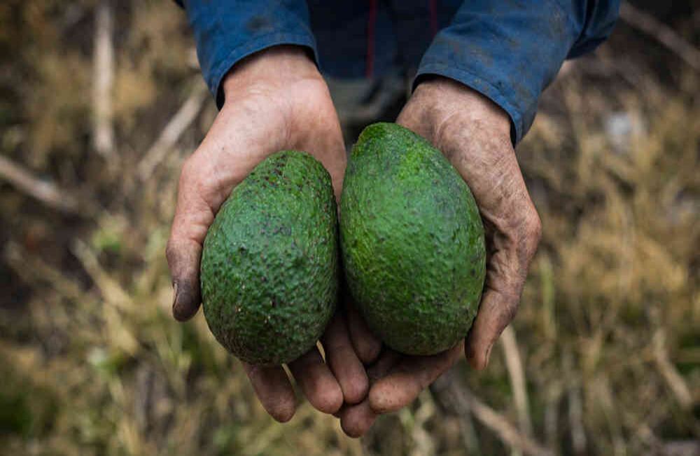 En Caldas, 291 familias han sembrado 291 hectáreas de aguacate hass. Foto: Esteban Vega