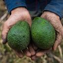 En Caldas, 291 familias han sembrado 291 hectáreas de aguacate hass. Foto: Esteban Vega