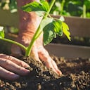 La Alcaldía de Villa Rica trabaja en
la implementación de estrategias para que los pequeños agricultores
impulsen su producción.