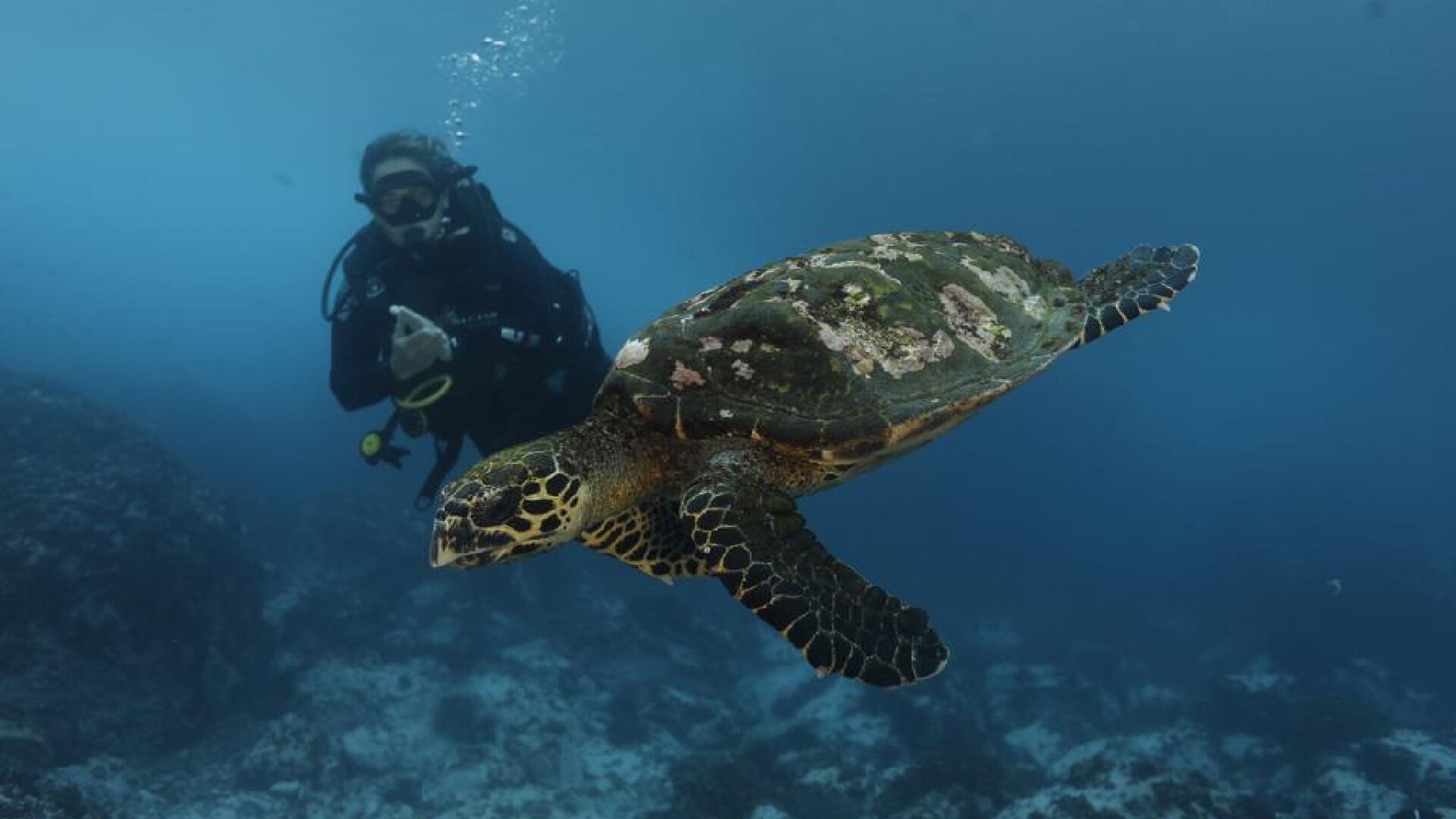Malpelo es reconocida globalmente como la meca del buceo.