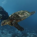 Malpelo es reconocida globalmente como la meca del buceo.