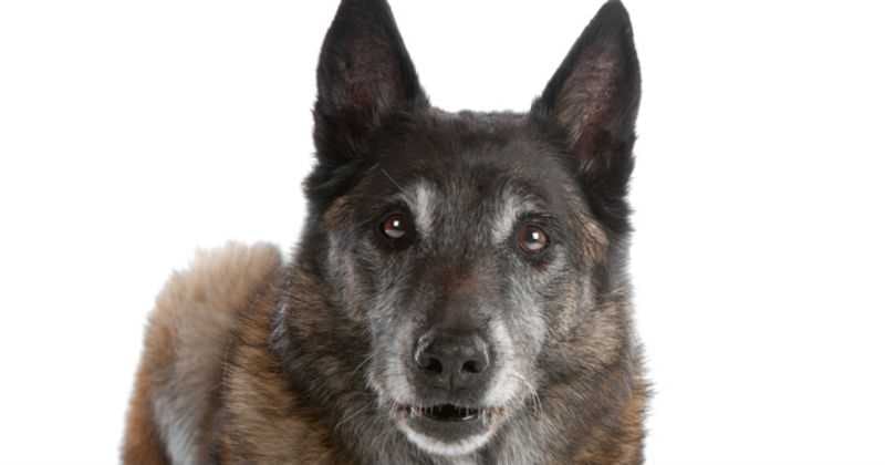 Los veterinarios insisten en que cada etapa de la vida merece una atención diferente. 