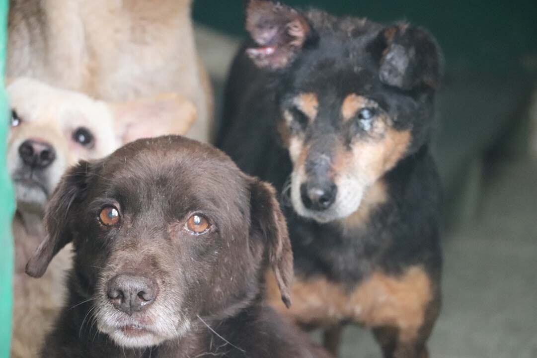 Varios de estos animales ingresaron siendo cachorros y crecieron viendo partir a otros mientras ellos se quedaban atrás.
