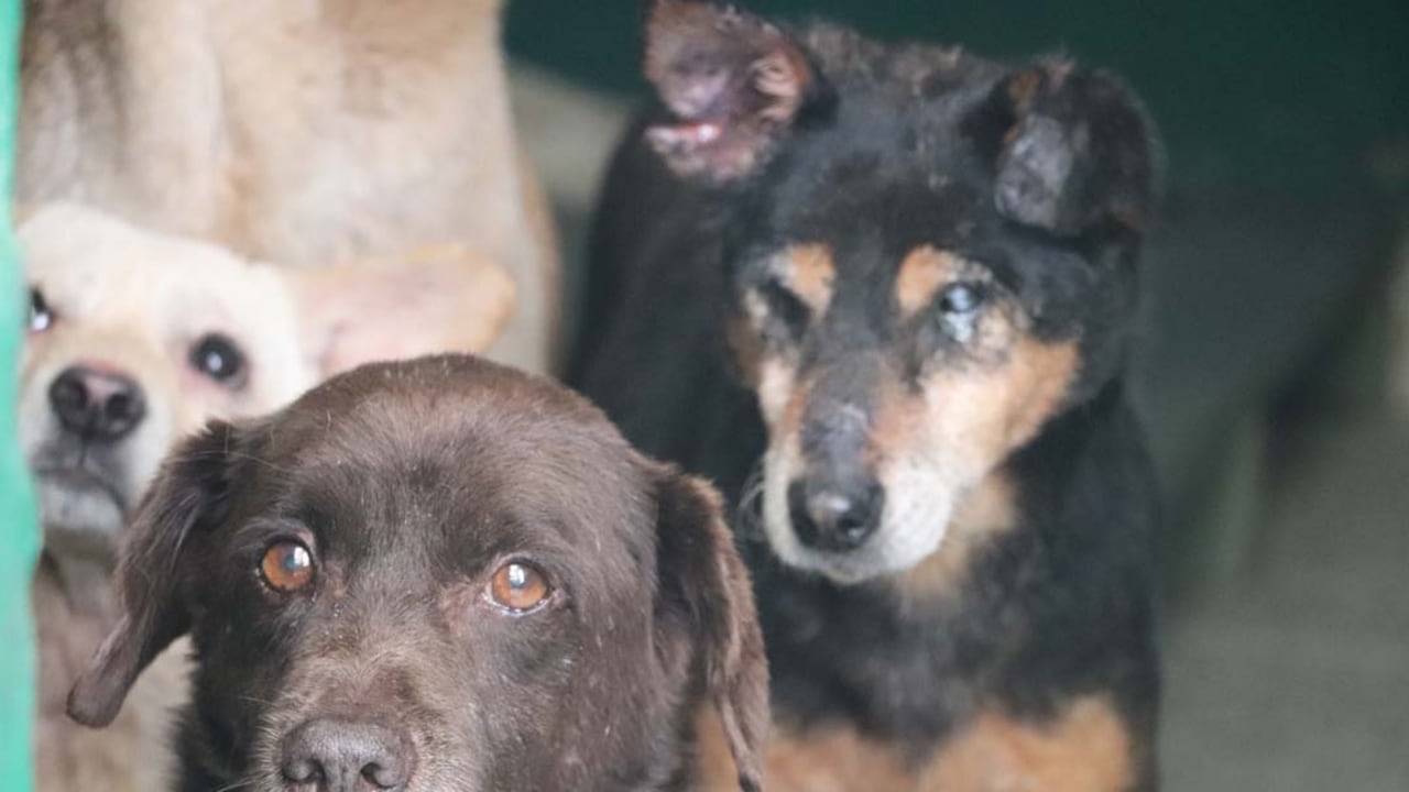 La edad ha sido el principal motivo por el que muchos animales permanecen años en el centro sin ser elegidos