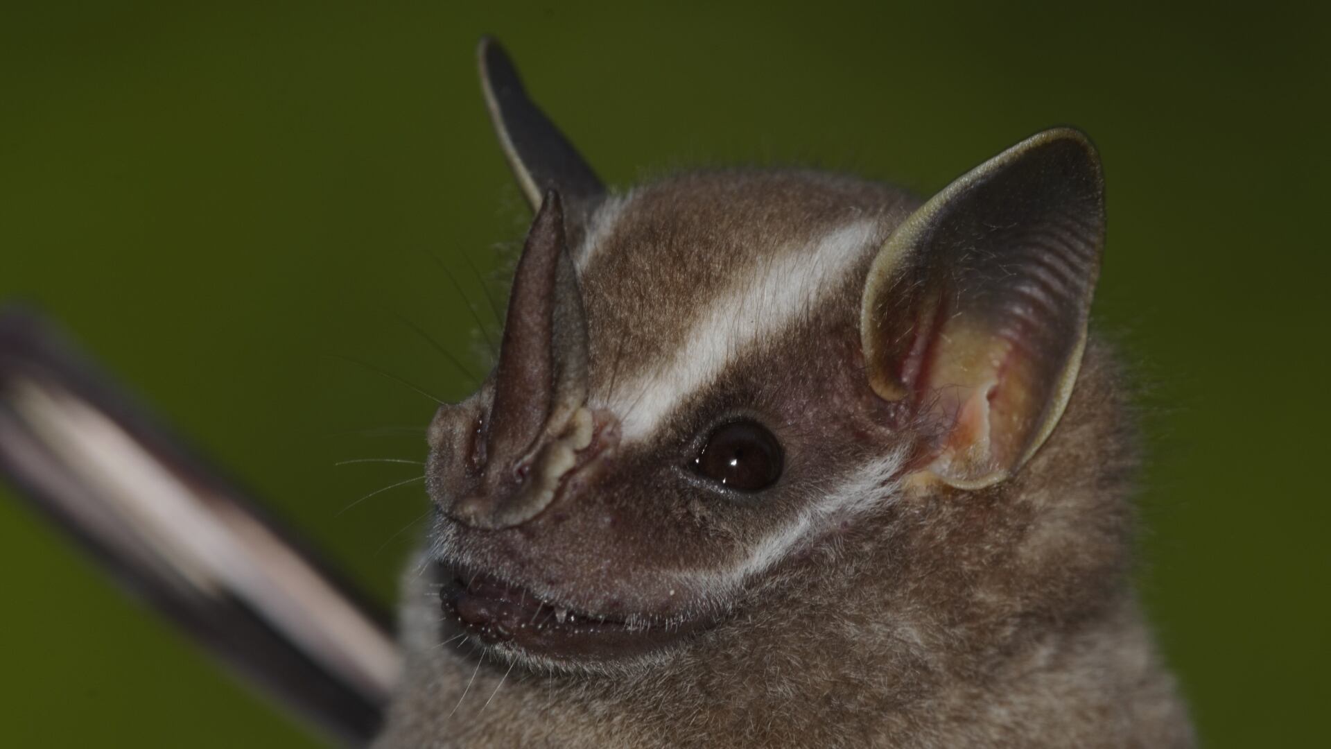Artibeus lituratus murciélago frutivoro. Dispersor de semillas.