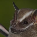 Artibeus lituratus murciélago frutivoro. Dispersor de semillas.