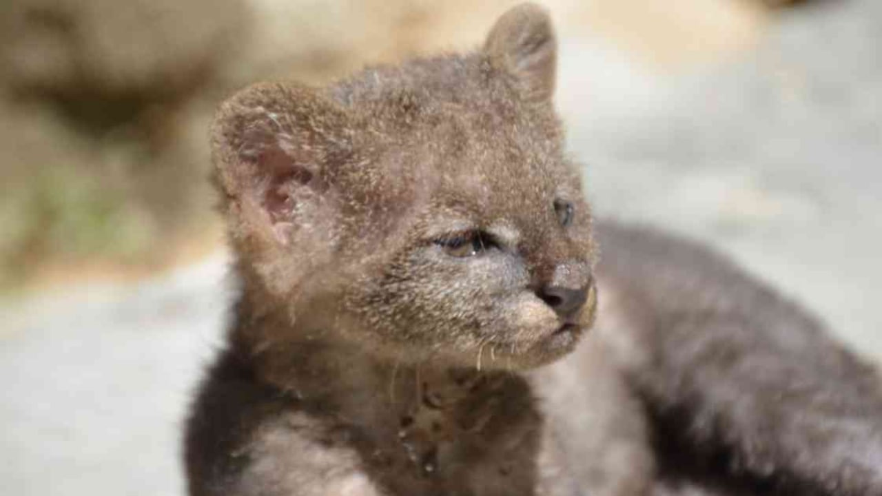 La cachorra estará en un hogar paso de fauna silvestre hasta que aprenda a cazar. Foto: Cortolima | VIDEO: Lo confundió con un gato y resultó ser un animal salvaje | Noticias hoy