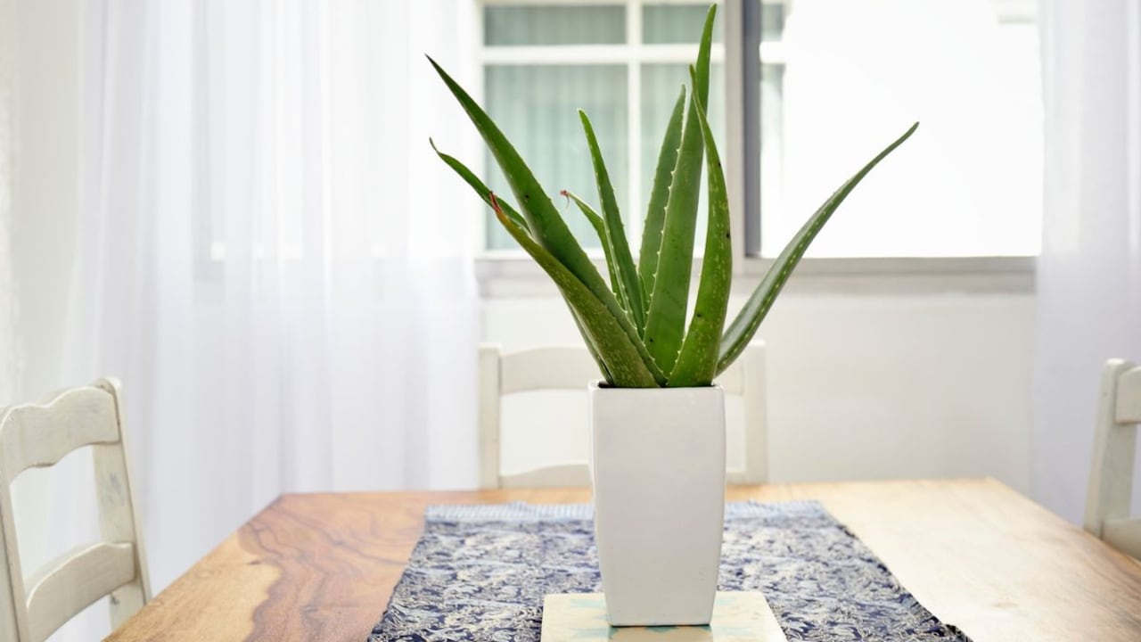 Significado de la sábila.