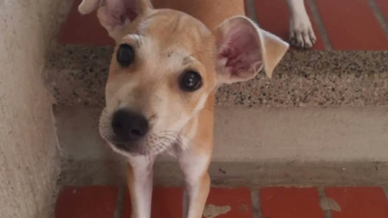 La perrita fue lanzada desde un cuarto piso y murió
