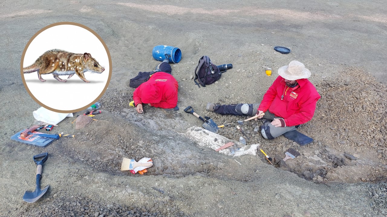 Científicos descubrieron el fósil de un diminuto mamífero del tamaño de un ratón que vivió en la época de los dinosaurios en la Patagonia chilena.