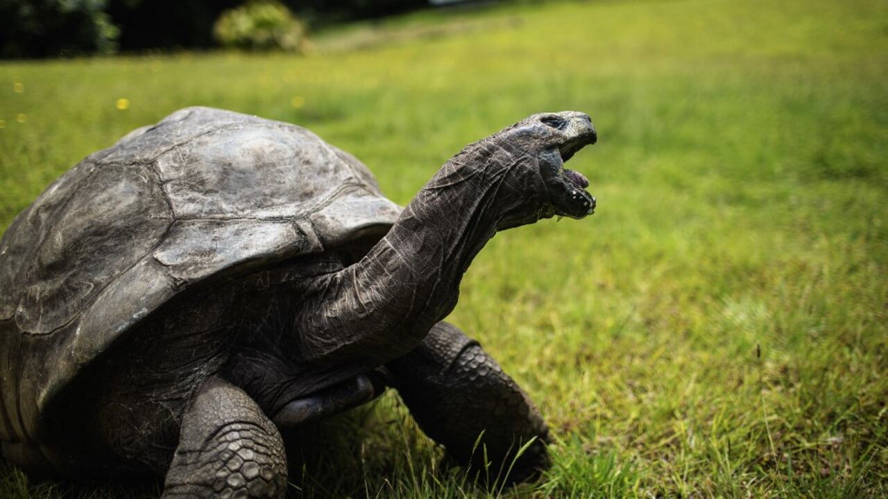 Según los cálculos, la tortuga nació pocos años después de la muerte de Napoleón Bonaparte.