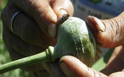 La flor de amapola, de cuyo latex se extrae la heroína, una droga inyectada cuyo consumo ha servido para la financiación de los talibanes. Foto: AP