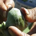 La flor de amapola, de cuyo latex se extrae la heroína, una droga inyectada cuyo consumo ha ido aumentando en Colombia