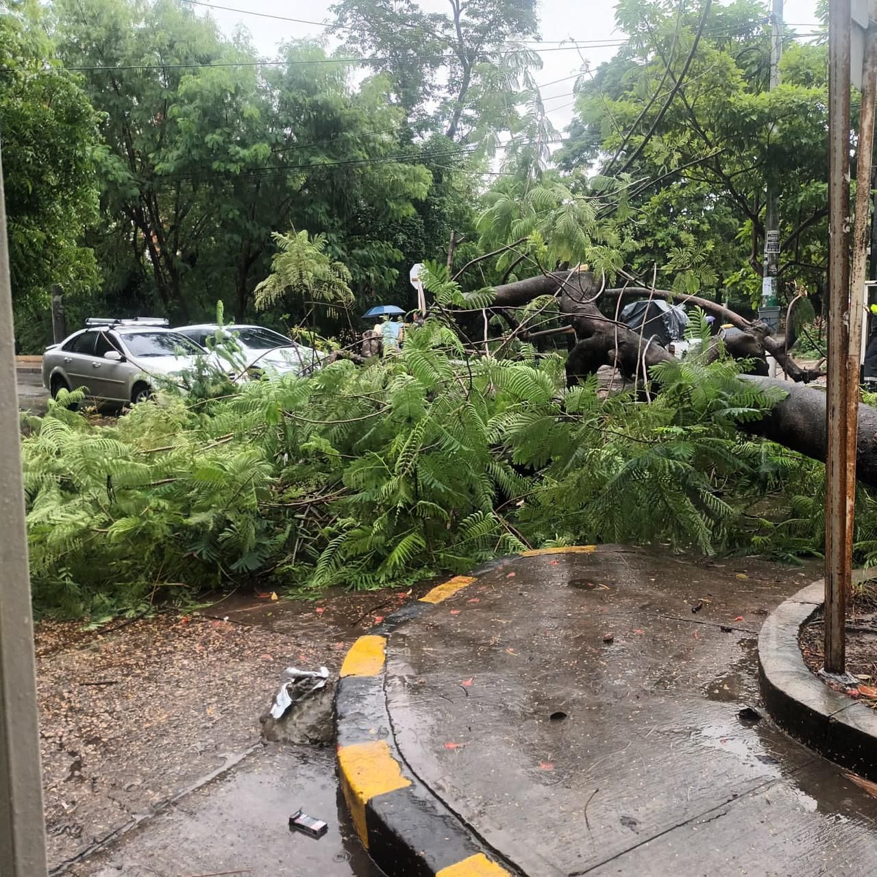 Árbol caído en Cartagena