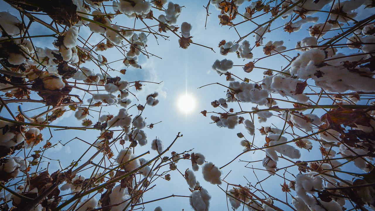El Valle del Cauca sigue trabajando con cultivos de algodón que rompen con el panorama habitual en el agro regional, recordando prácticas de épocas en que la siembra, ni las cosechas, estaban tan mecanizadas como ahora. El Valle llegó a tener 36.500 hectáreas de algodón y hoy cuenta con 298 hectáreas. Es una alternativa buena y la productividad es alta. Lo difícil es conseguir mano de obra, por eso cosechamos con máquina.