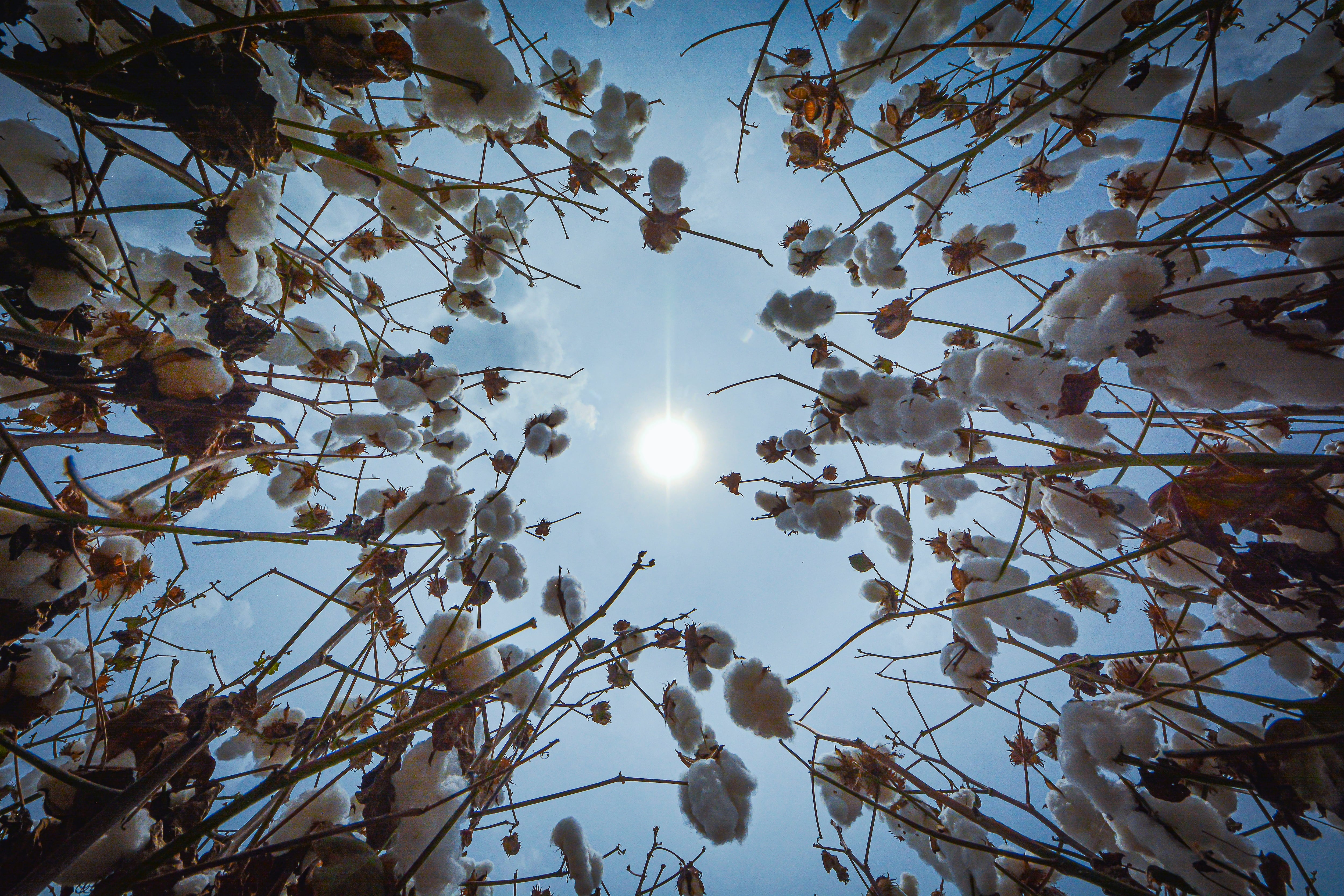 El Valle del Cauca sigue trabajando con cultivos de algodón que rompen con el panorama habitual en el agro regional, recordando prácticas de épocas en que la siembra, ni las cosechas, estaban tan mecanizadas como ahora.  El Valle llegó a tener 36.500 hectáreas de algodón y hoy cuenta con 298 hectáreas. Es una alternativa buena y la productividad es alta. Lo difícil es conseguir mano de obra, por eso cosechamos con máquina.