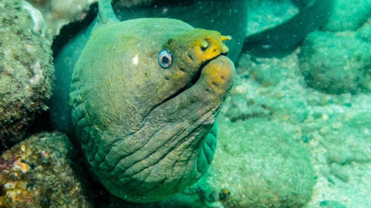 El Golfo de Tribugá alberga especies únicas y ecosistemas esenciales para la vida del planeta. Foto: Expedición Tribugá- Colombia noticias.