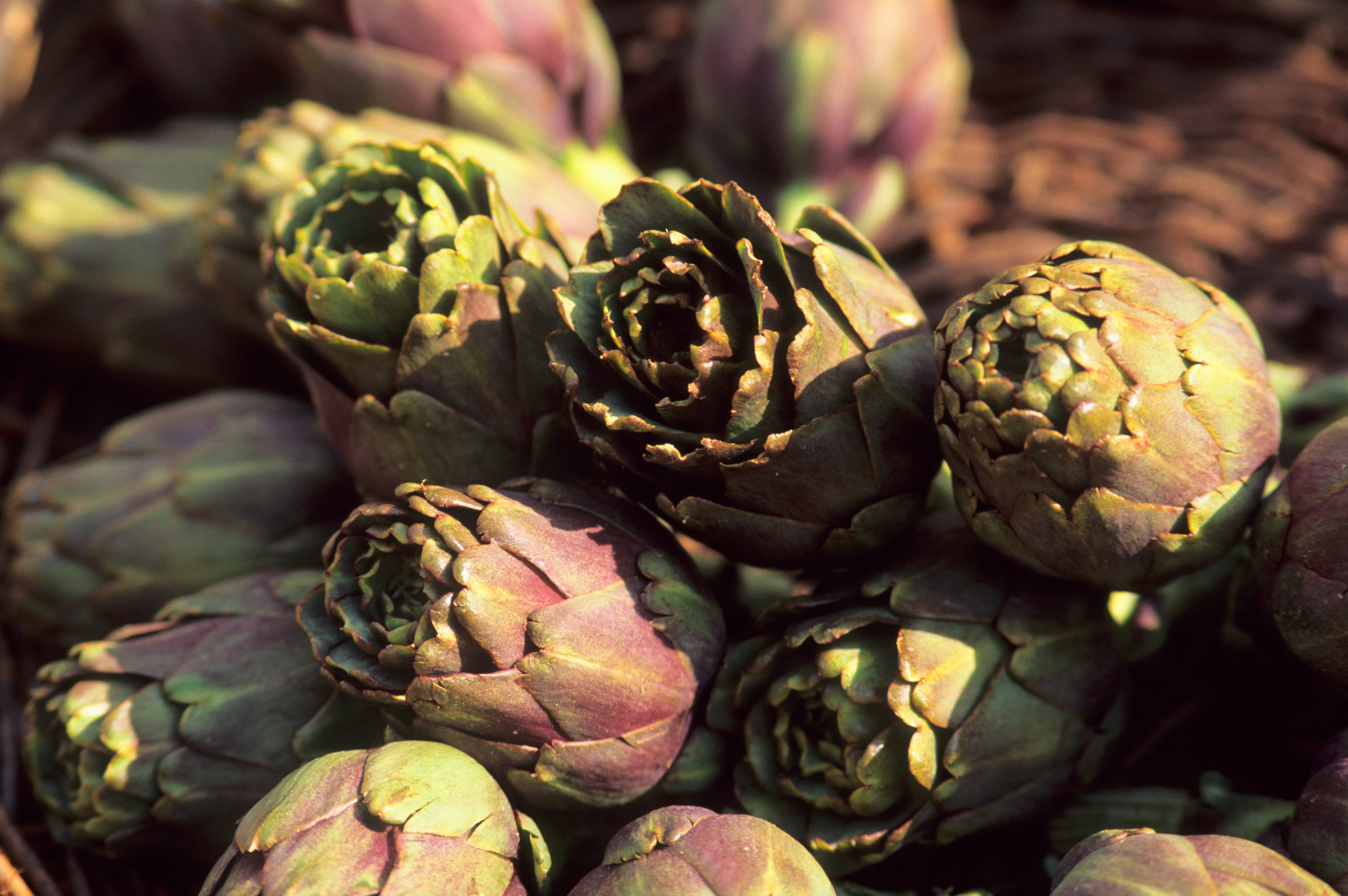 Artichokes, Campo dei Fiori market, Rome, Lazio, Italy