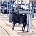 La persecución se desencadenó en East 95th Street y Avenue M (Nueva York).