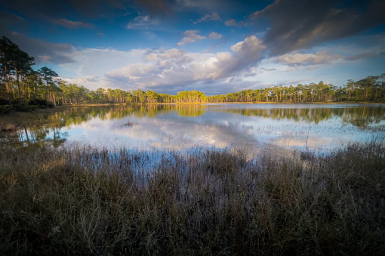 Los expertos han advertido que estas serpientes son difíciles de encontrar debido a los vastos y densos humedales, así como por los bosques subtropicales del sur de Florida, que forman parte de los Everglades.