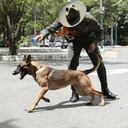 Jely, la perrita antiexplosivos que murió tras una acción terrorista del ELN, en Cúcuta