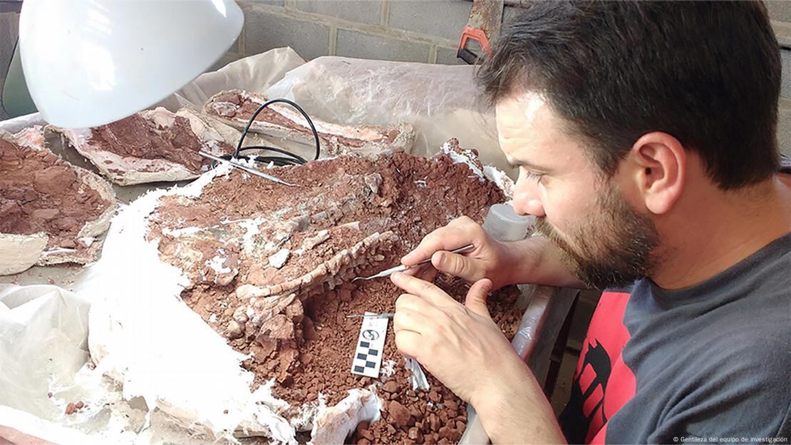 Agustín Martinelli (MACN-CONICET) preparando el esqueleto de Huayracursor jaguensis para su análisis.