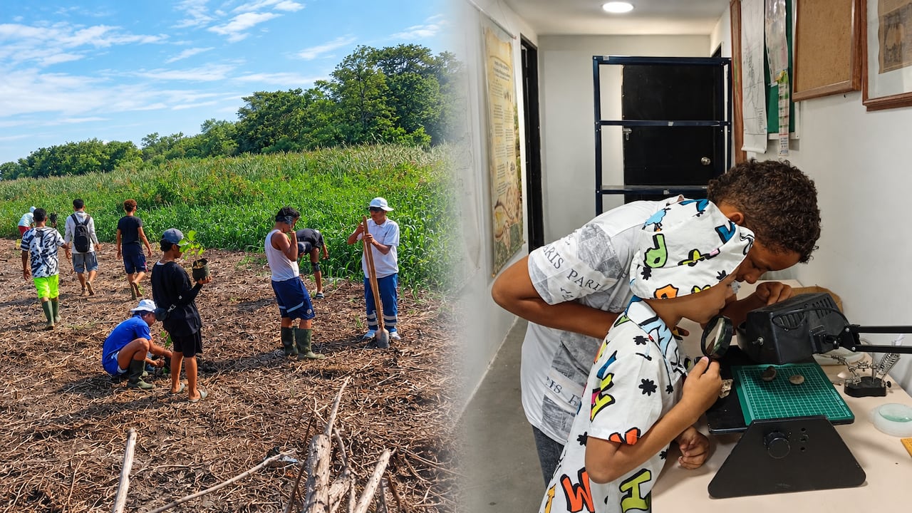 Los jóvenes que participan de Xilópilos trabajan en campo y estudian sus hallazgos en un laboratorio.
