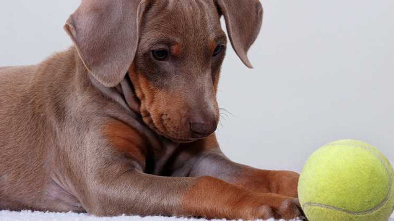 Escoger objetos con el tamaño y los materiales adecuados es fundamental para que la diversión no implique sacrificar la seguridad de tu perro.