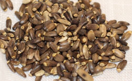 Semillas de Cardo Mariano