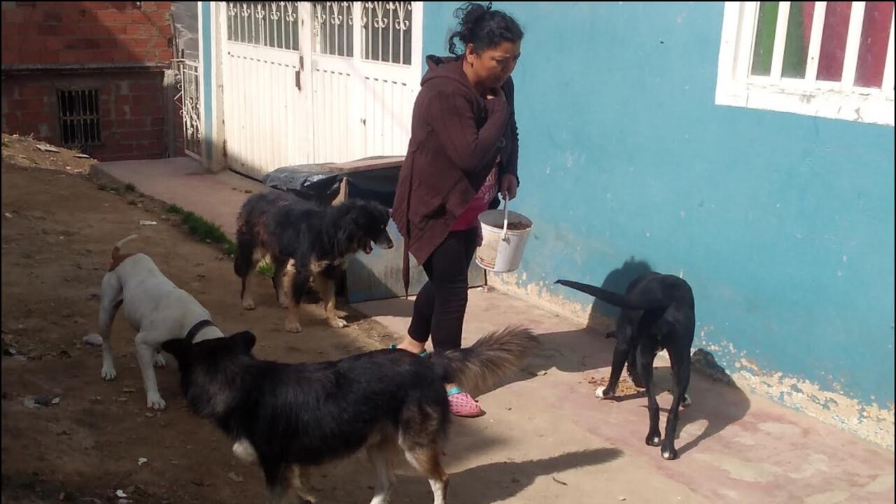 Hilda Dani ayuda a los perritos y gaticos.