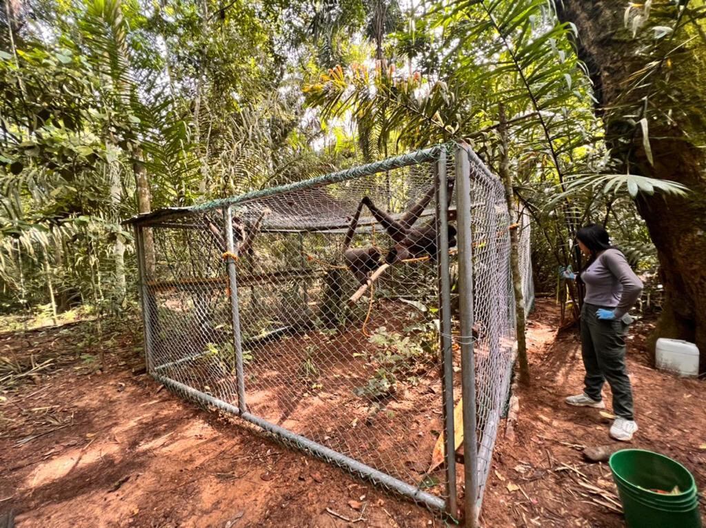 En esta reserva solo habitan dos individuos liberados en proceso de investigación anteriores