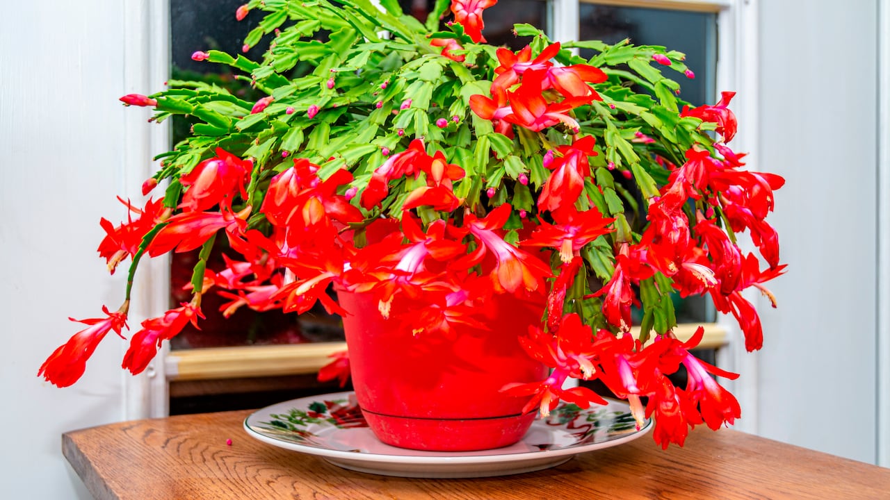 Cactus de Navidad