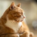 Los gatos longevos requieren de cuidados especiales.
