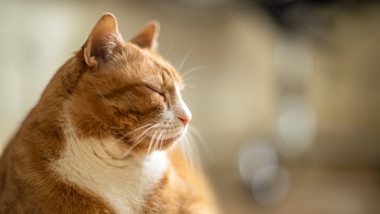 Los gatos longevos requieren de cuidados especiales.