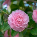camelias