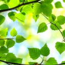 El abedul tiene numerosas propiedades curativas.