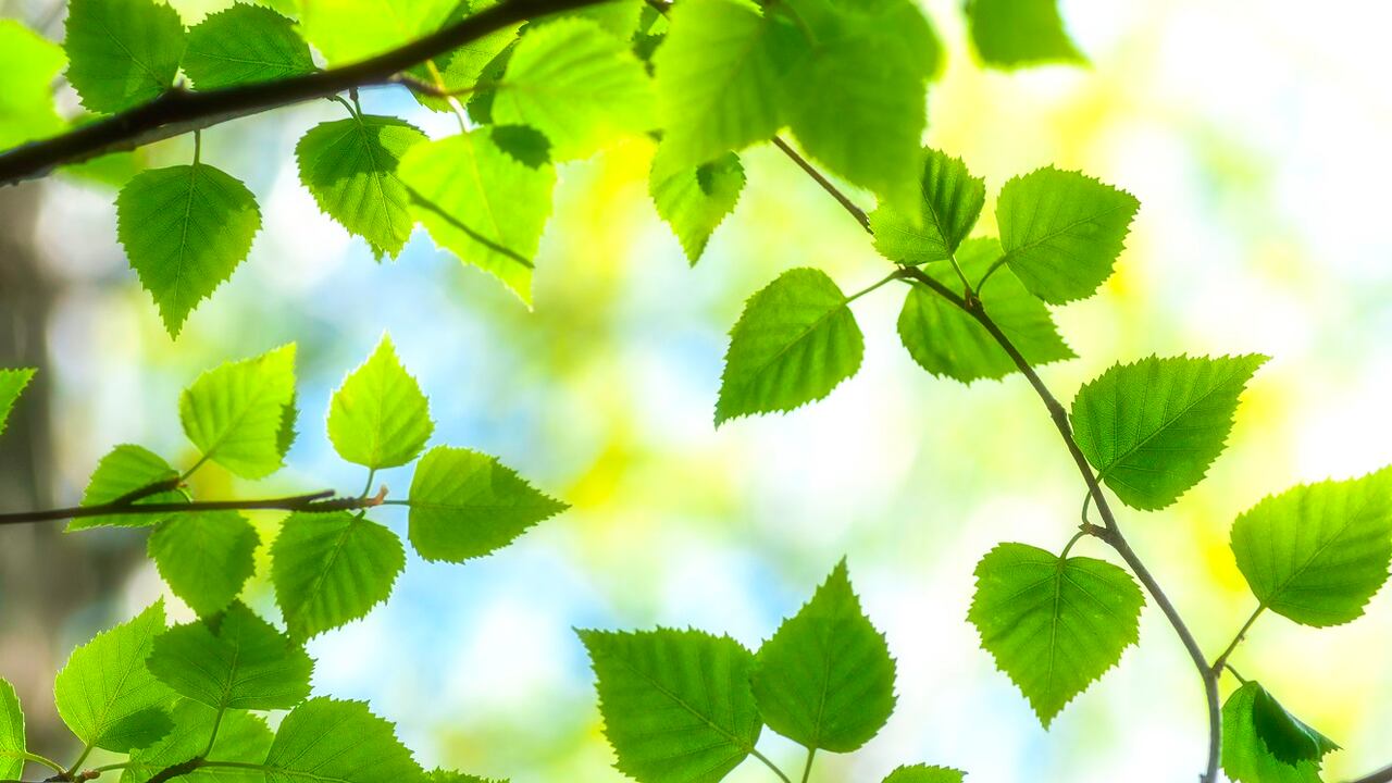 Hierba para los líquidos retenidos.