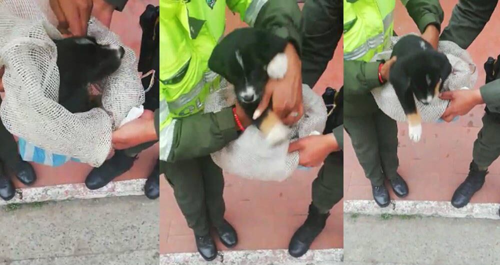 En un perro habrían hallado sustancia estupefaciente camuflada