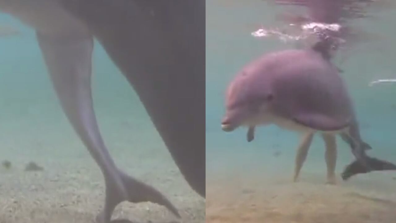 Fotograma: 0.10 X:@HowThingsWork_