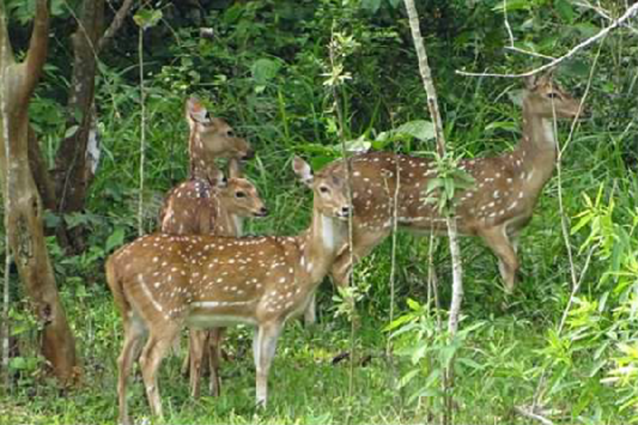 Universidad Nacional alerta sobre el riesgo de la presencia de ciervos chitales en Antioquia.