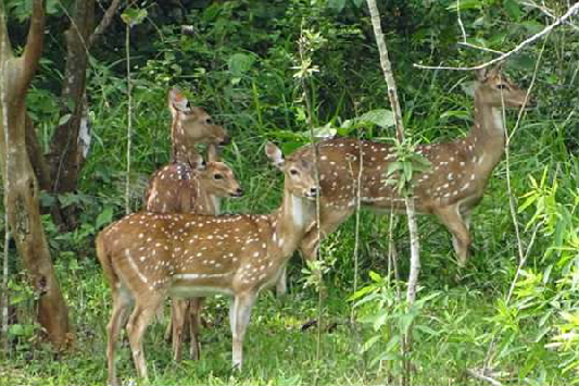 Universidad Nacional alerta sobre el riesgo de la presencia de ciervos chitales en Antioquia.
