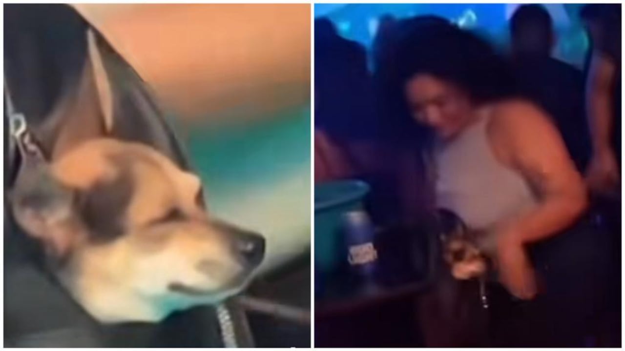 Perro en la discoteca