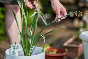 Las hojas secas en las plantas les restan vitalidad.