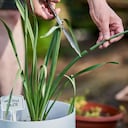 Las hojas secas en las plantas les restan vitalidad.