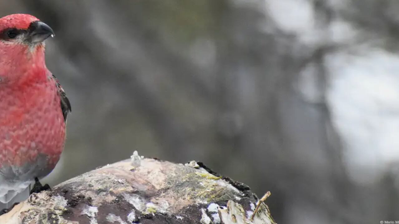 Imagen del Pinsano de los pinos (Pinicola enucleator), una especie propia de los bosques árticos del norte de Europa.