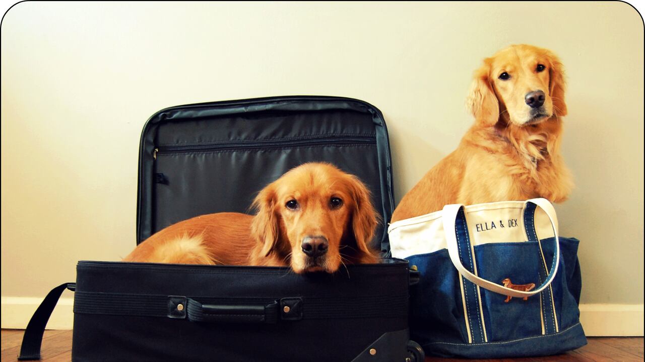 ¿Cuáles son los requisitos para llevar a un perro en avión desde Colombia a Estados Unidos?